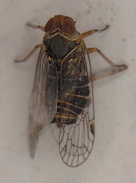 Auchenorrhyncha - Kabócák