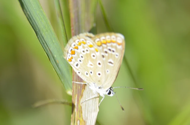 Polyommatus icarus - közönséges boglárka