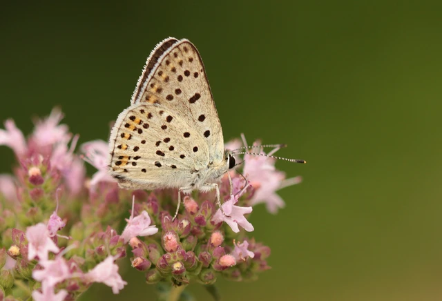 Lycaena tityrus - barna tűzlepke