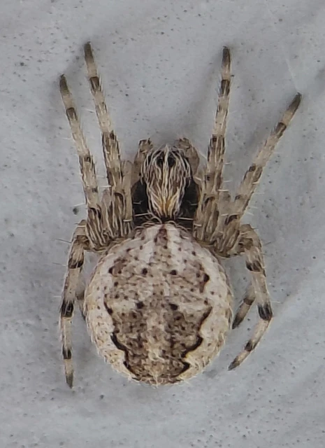 Araneae - Pókok