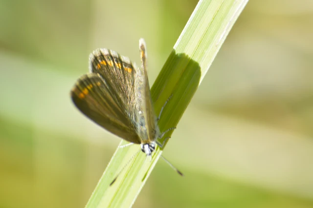 Polyommatus icarus - közönséges boglárka
