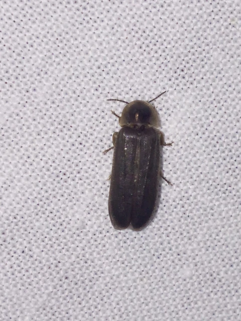 Lampyris noctiluca - nagy szentjánosbogár
