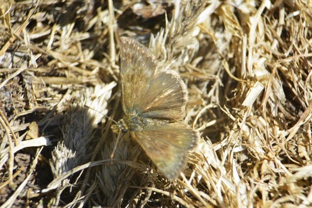 Erynnis tages - cigánylepke