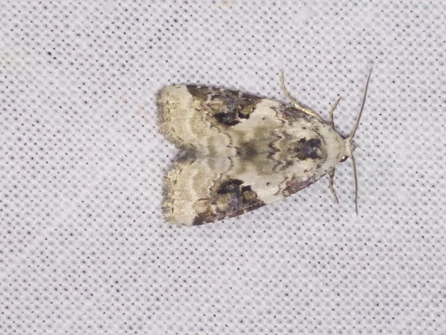 Pseudeustrotia candidula - fehéres apróbagoly