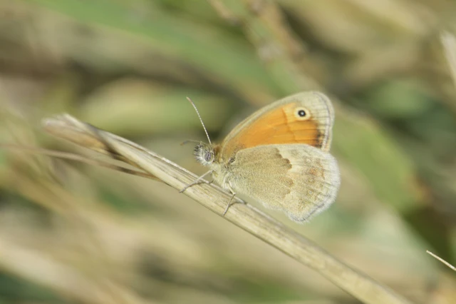 Coenonympha pamphilus - kis szénalepke