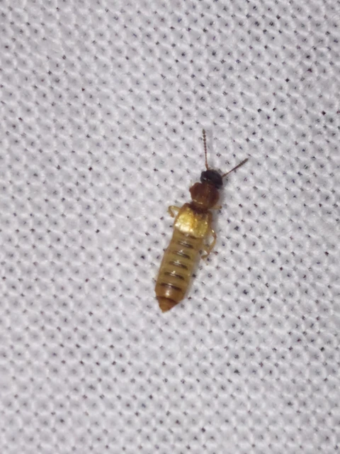 Staphylinidae - holyvafélék