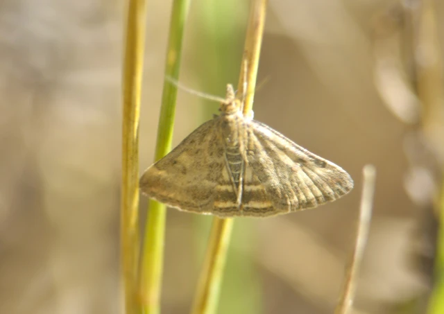 Pyrausta despicata - réti bíbormoly