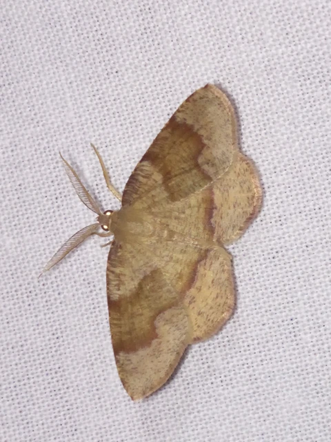 Plagodis pulveraria - szemcsés araszoló