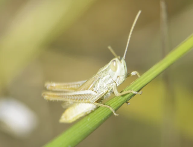 Euchorthippus declivus - rövidszárnyú rétisáska Euchorthippus declivus - rövidszárnyú rétisáska