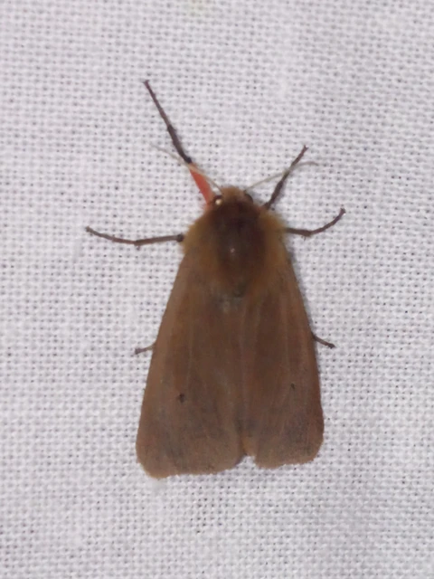 Phragmatobia fuliginosa - füstös medvelepke
