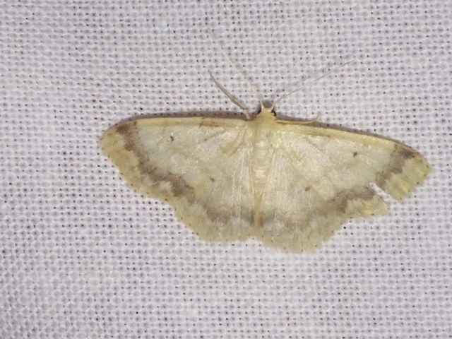 Idaea biselata - mocsári sávosaraszoló