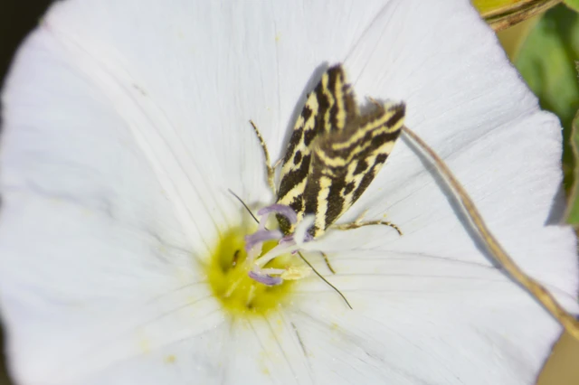 Emmelia trabealis - zebrabagoly
