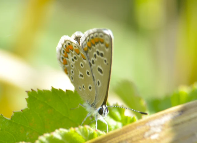 Polyommatus icarus - közönséges boglárka