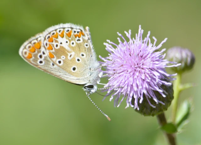 Aricia agestis - szerecsenboglárka