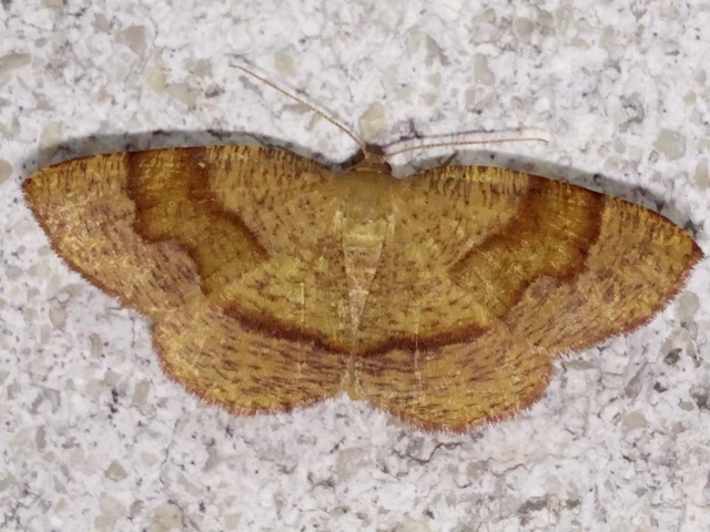 Plagodis pulveraria - szemcsés araszoló