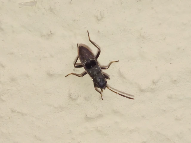 Rhyparochromidae - földibodobácsok
