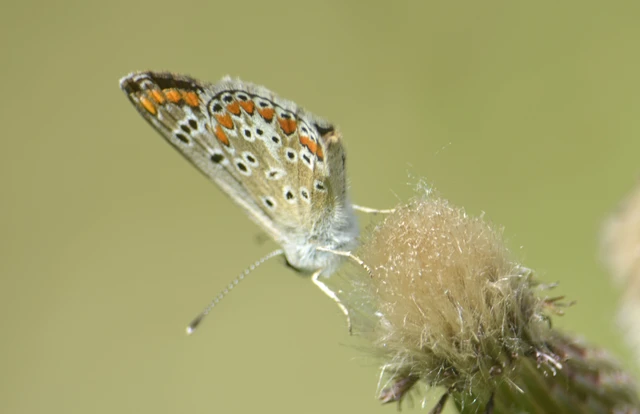 Aricia agestis - szerecsenboglárka