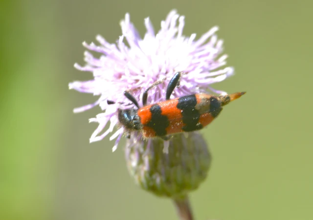 Trichodes apiarius - szalagos méhészbogár