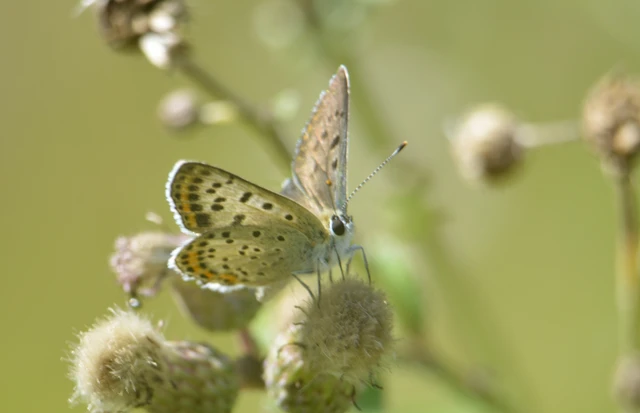 Lycaena tityrus - barna tűzlepke