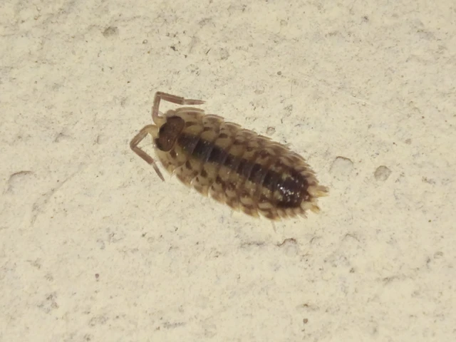 Isopoda - Ászkarákok