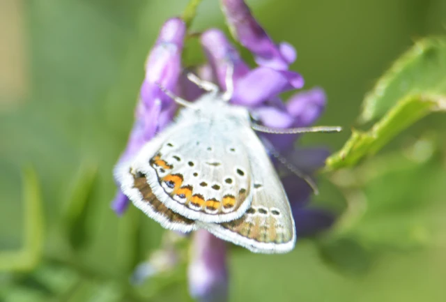 Plebejus argus - ezüstös boglárka