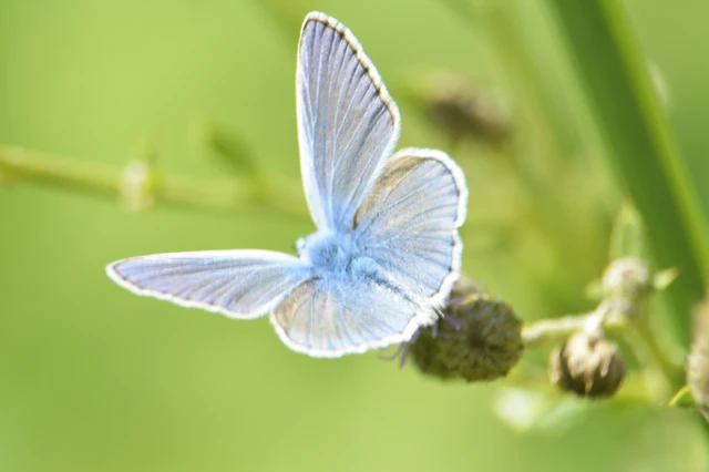 Polyommatus icarus - közönséges boglárka