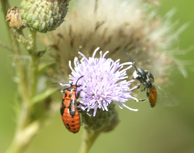 Spilostethus saxatilis - virágbodobács