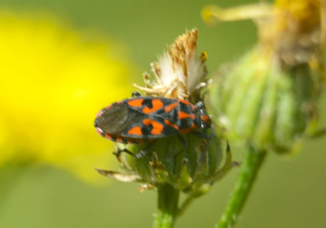 Spilostethus saxatilis - virágbodobács