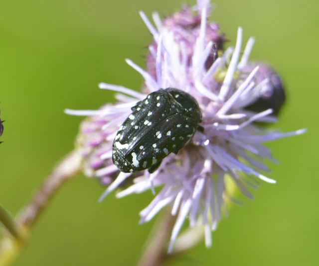 Oxythyrea funesta - sokpettyes virágbogár
