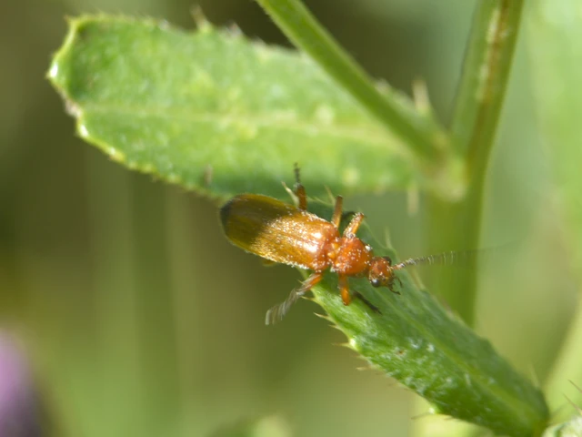 Rhagonycha fulva - feketevégű lágybogár