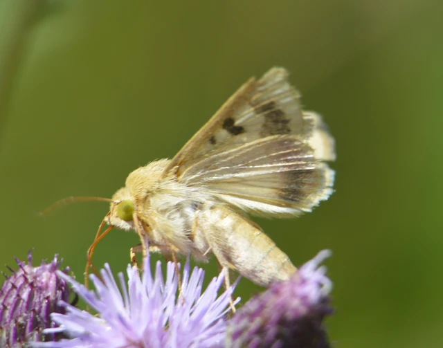 Helicoverpa armigera - kukorica-veteménybagoly