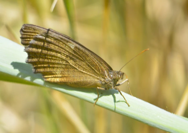 Minois dryas - fekete szemeslepke