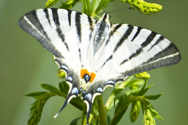 Iphiclides podalirius - kardoslepke