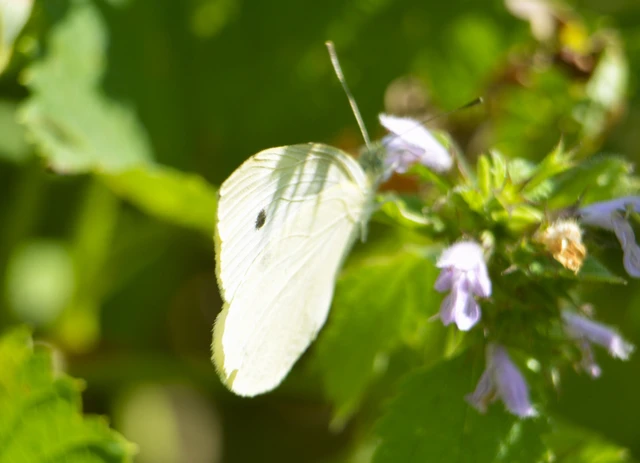 Pieris rapae - répalepke