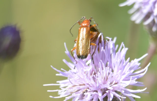 Rhagonycha fulva - feketevégű lágybogár