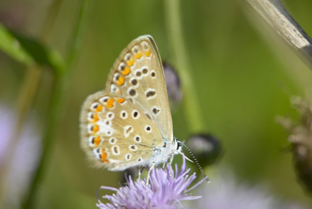Polyommatus icarus - közönséges boglárka