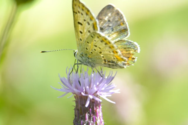 Lycaena tityrus - barna tűzlepke
