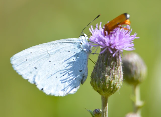 Celastrina argiolus - bengeboglárka