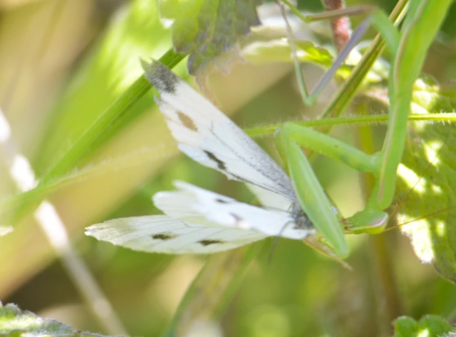 Pieris napi - repcelepke