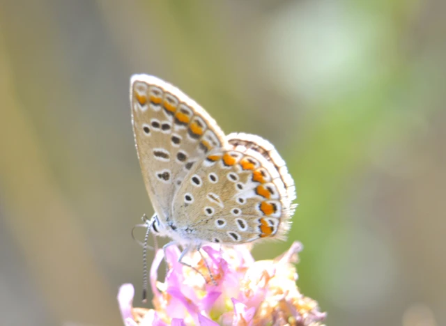 Polyommatus icarus - közönséges boglárka