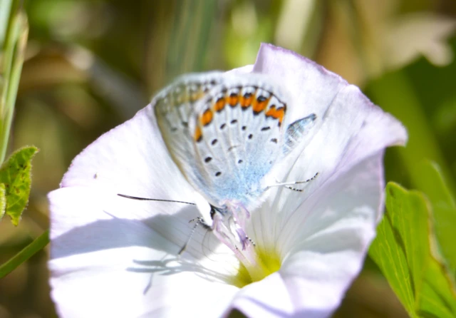 Plebejus argus - ezüstös boglárka