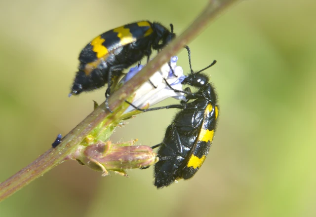 Mylabris variabilis - szalagos hólyaghúzó Mylabris variabilis - szalagos hólyaghúzó