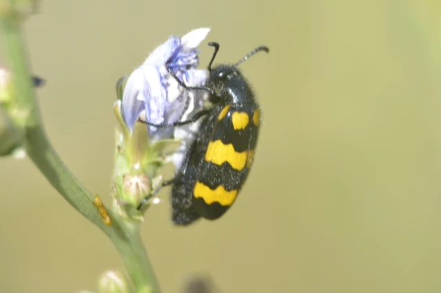 Mylabris variabilis - szalagos hólyaghúzó Mylabris variabilis - szalagos hólyaghúzó