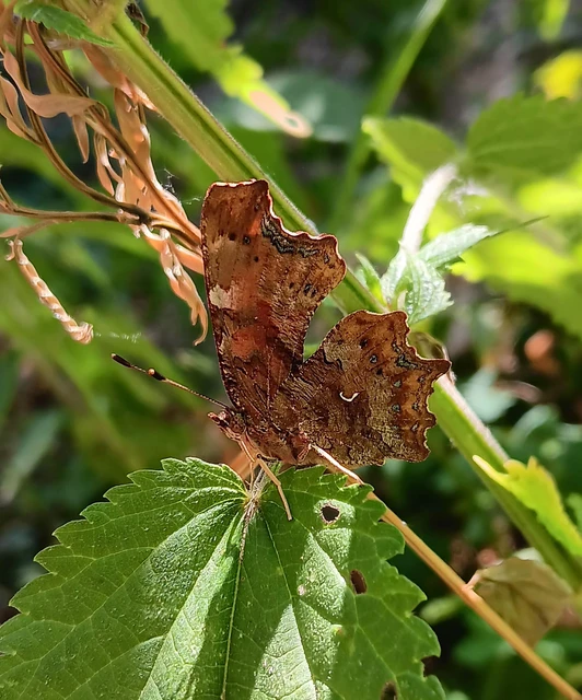 Nymphalis c-album - C-betűs lepke