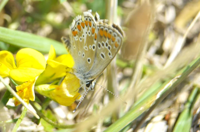 Aricia agestis - szerecsenboglárka
