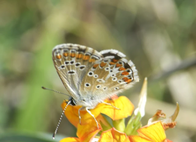 Aricia agestis - szerecsenboglárka
