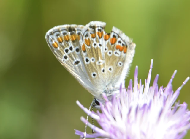 Aricia agestis - szerecsenboglárka