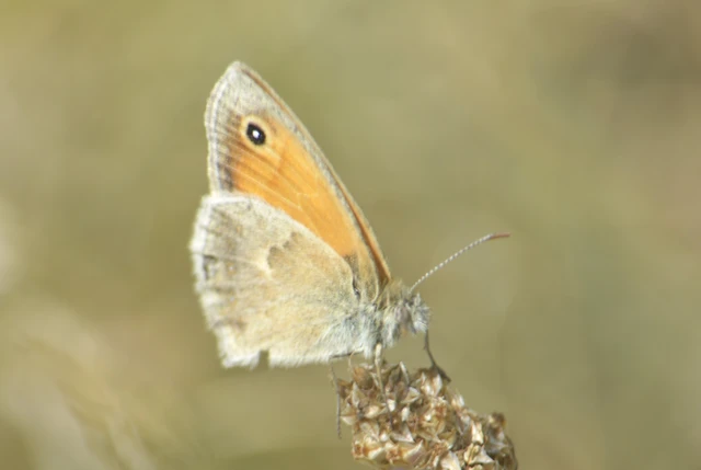 Coenonympha pamphilus - kis szénalepke