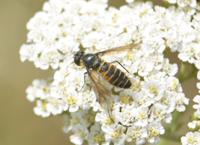 Diptera - Kétszárnyúak