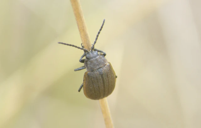 Galeruca pomonae - barna olajosbogár